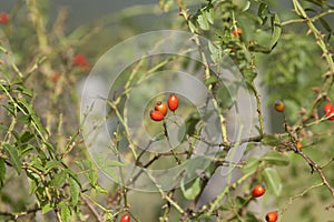 Rose hip, rose haw, rose hap fruit