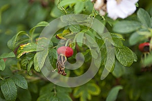 Rose hip, rose haw, rose hap fruit