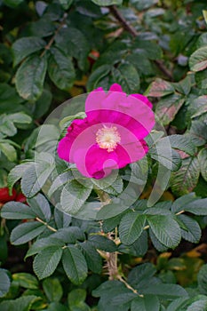 Rose hip rose haw, rose hep bush with blossom photo