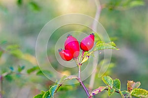 Rose hip or rosehip, also called rose haw and rose hep photo