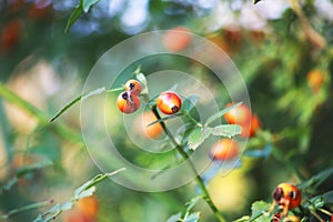 The rose hip or rosehip, also called rose haw and rose hep. photo