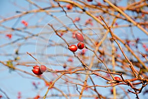 Rose hip or rosehip, also called rose haw and rose hep, is the accessory fruit of the rose plant photo