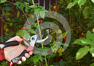 Rose hip or rosehip, also called rose haw and rose hep  pruning with garden pruning scissors photo