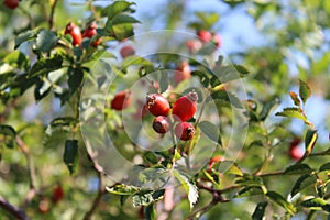 The rose hip or rosehip, rose haw or rose hep photo