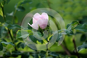 Rose hip or Rosehip or Rose haw or Rose hep single pink flower surrounded with dark green leaves planted in local garden photo
