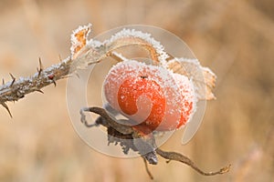 Rose-hip under frost