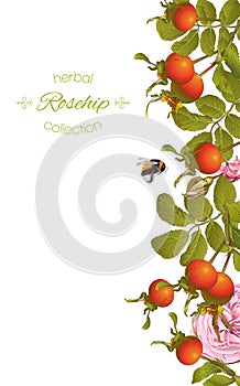 Rose hip vertical banner