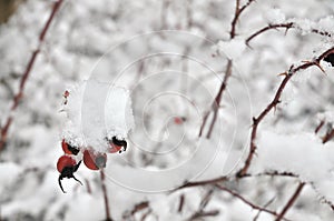 Rose hip in wintertime