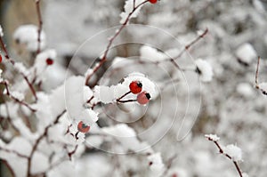 Rose hip in wintertime