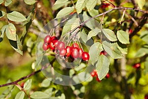 Rose hips