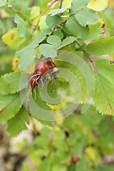 Rose hips