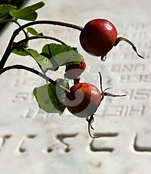 Rose hips