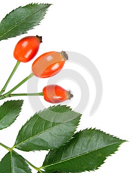 Rose hips