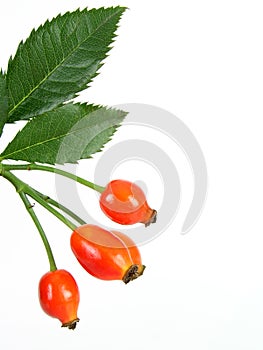 Rose hips