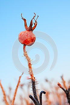 Rose hips