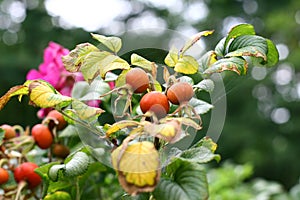 Rose hips