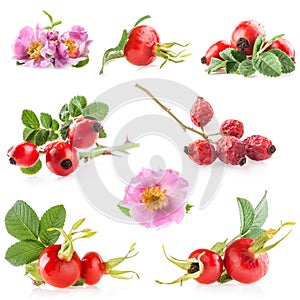 Rose hips