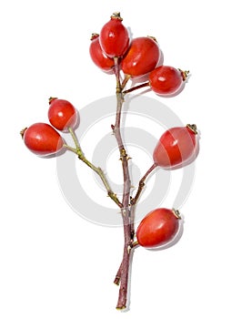 Rose hips