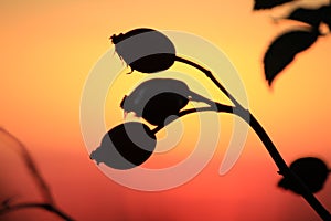 Rose hips against the background of the evening sky
