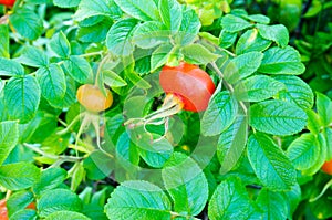 The rose hips, also known as rose haw or rose hep, is the fruit of the rose plant photo