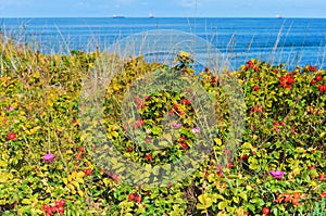 Rose hips on the beach, the bushes round the hips, thickets of medicinal rose hips