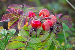 Rose hips of Beach Rose Rosa rugosa in the Dutch Dunes