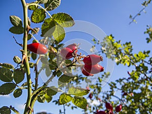 Rose hips on the branch against a blue sky photo