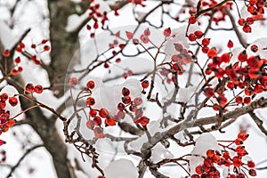 Rose hips on a bush in winter