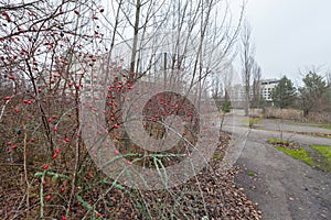 Rose hips in central square in overgrown ghost city Pripyat. photo