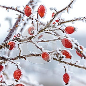 Rose hips covered with frost Ð¾n the bushes in winter_