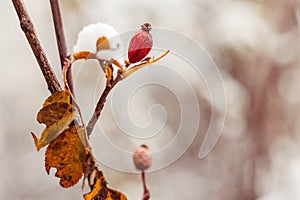 Rose hips are covered with snow