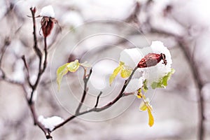 Rose hips are covered with snow