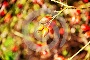 Rose hips of the dog rose, Rosa canina
