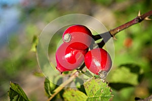 Rose hips. Dog rose rosa canina red ripe fruits growing on shrub.