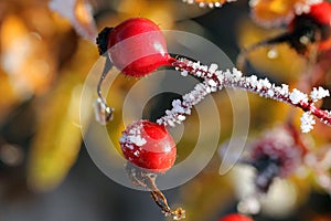 Rose Hips in Frost