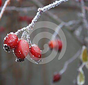 Rose Hips in Frost