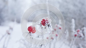 Rose hips in frost and snow flakes