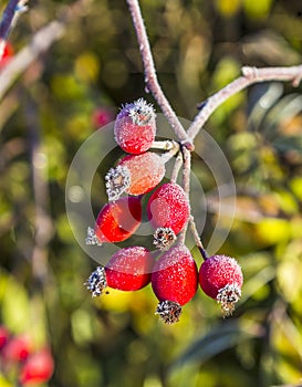 Rose hips with hoar frost in winter