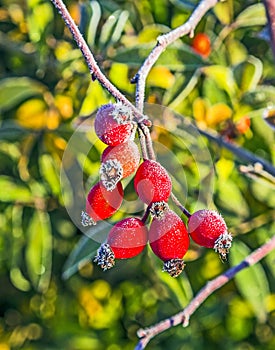 Rose hips with hoar frost in winter