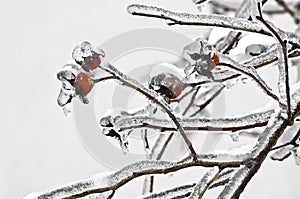 Rose hips in ice