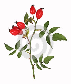 Rose hips, isolated