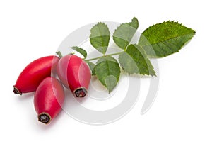 Rose hips isolated