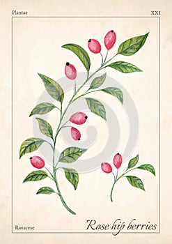 Rose hips isolated watercolor illustration. Rose hip isolated watercolor illustration for advertise, magazine. Rose hip