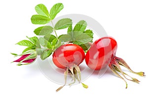 Rose hips isolated on the white background