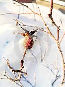rose hips orange in the snow with sunlight