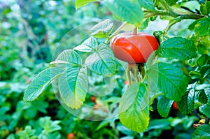 Rose hips on plant.