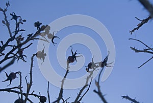 Rose hips plants. Beautiful background of plants. Gloomy and mystical spiny flower. Plant against the sky. Fractal plant.