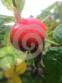 Rose Hips on the plants