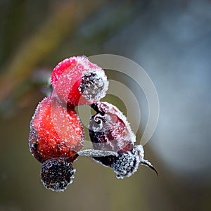 Rose hips with rime frost
