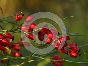 Rose hips Rosa canina